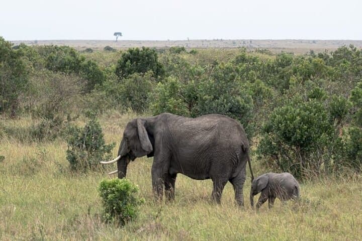 5-Day Masai Mara Lake Nakuru and Naivasha Small-group Safari Tour