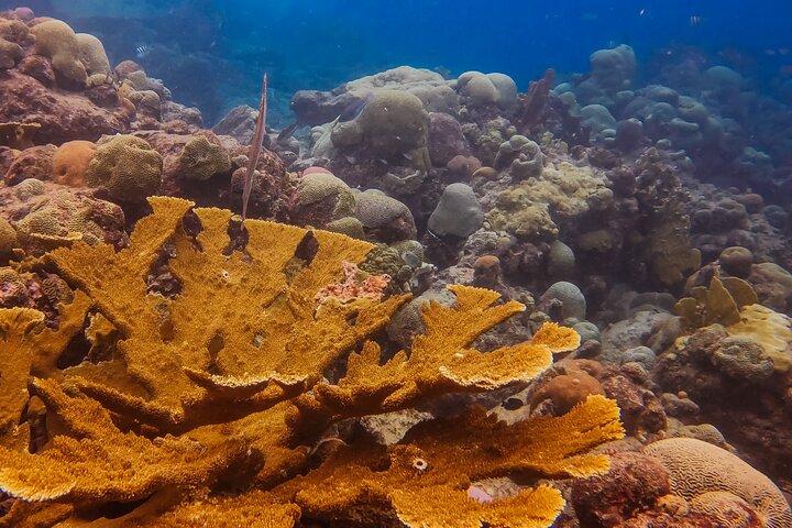 Gepersonaliseerde Ontdek Duikervaring op Curaçao
