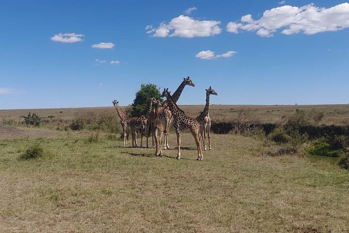 3-Day Amboseli Safari from Nairobi