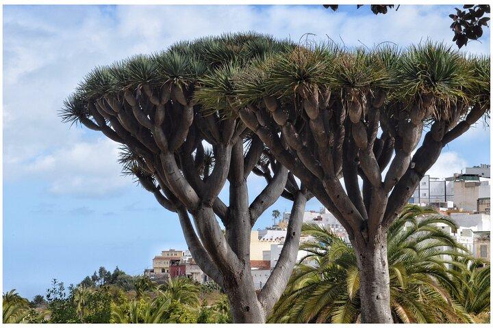 Caffè e vino: Itinerario Nord della Gran Canaria