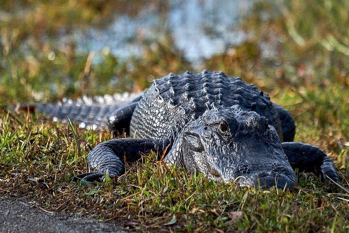 Everglades Nationalpark Biologe Led Abenteuer : Kreuzfahrt, Wanderung + Airboat