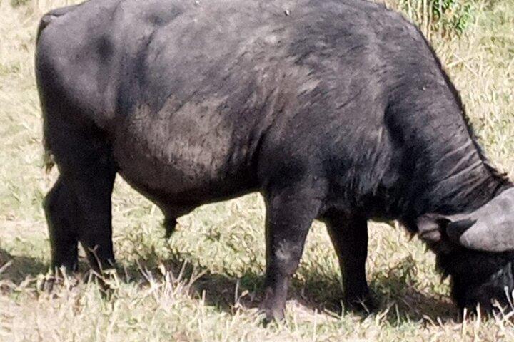 Nakuru-Nationalpark-Tagestour mit optionaler Bootsfahrt auf dem Lake Naivasha
