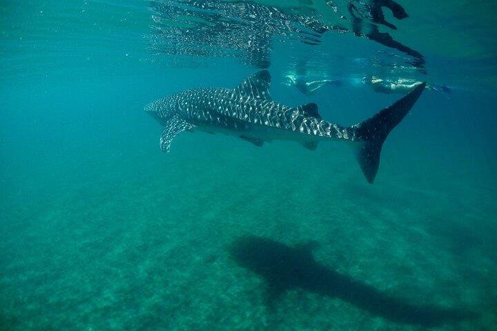 Hoteller i nærheden af La Paz Whale Shark & Sea Lion Snorkeling + Balandra Tour