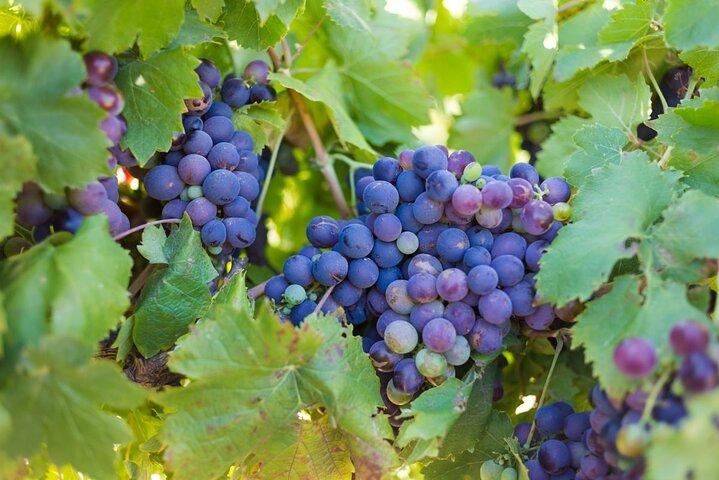 Privérondleiding Kaapstad - Volledige dag Stellenbosch Winelands