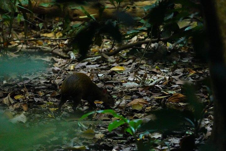 カララ国立公園へのガイド付き訪問(チケット込み)