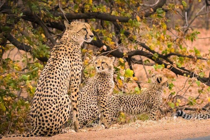 4-daagse privé Kruger National Park Safari en Panorama Route Tour