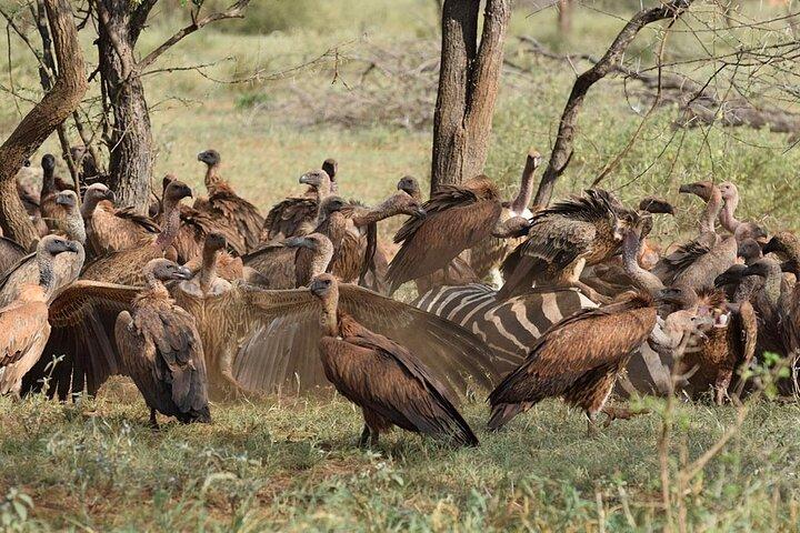 Tsavo East Day Safari