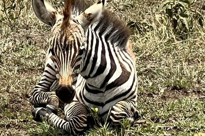 Lake Nakuru National Park,Lake Naivasha & Crescent Island Day Tour.