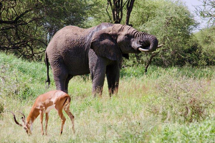 Bedste Safari og Zanzibar 10-dages udflugter