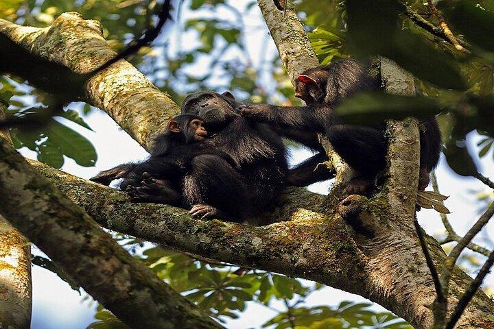 7 Dias Uganda Gorilas, Chimpanzés e Safari de Vida Selvagem
