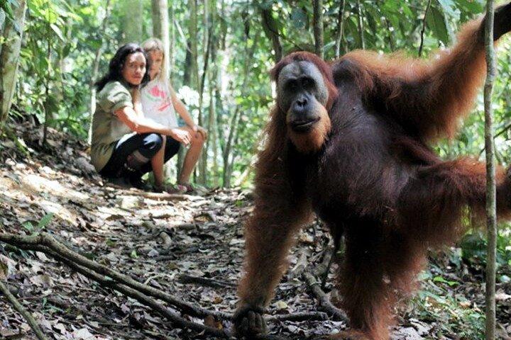 オランウータン・ジャングル・トレック2日間(非営利ホテル・オランウータン)