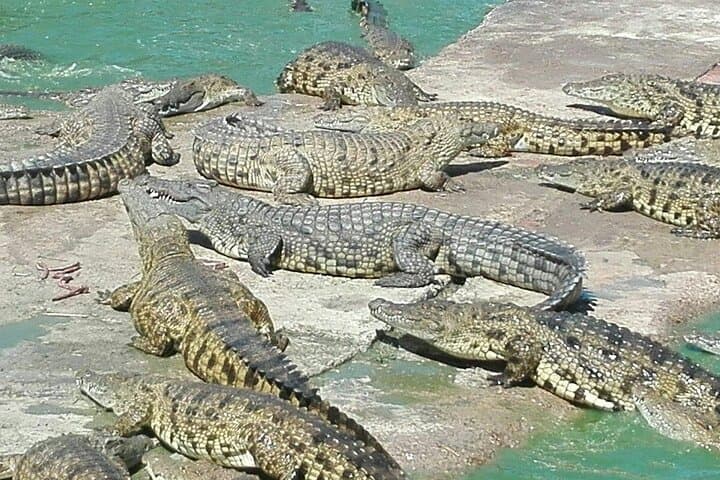Private Le Cape Animal Farms Full Day Tour
