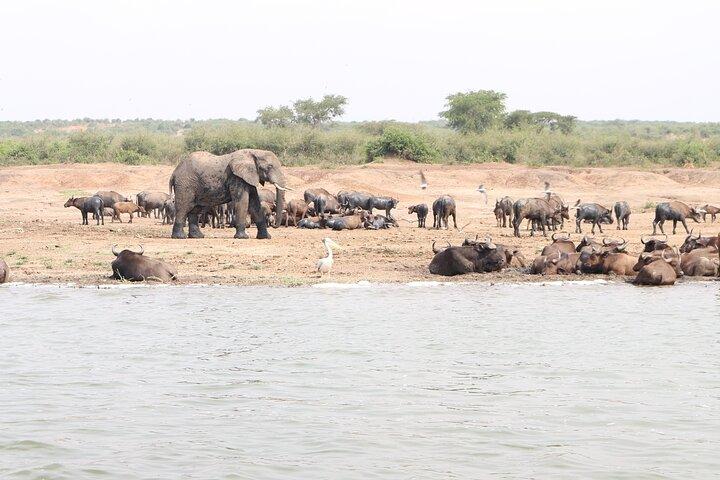 7 Dias Uganda Gorilas, Chimpanzés e Safari de Vida Selvagem