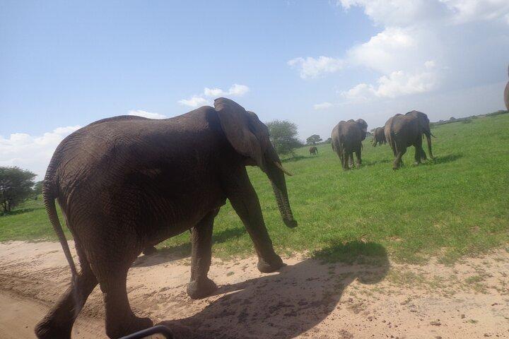 Safari de 4 días en Tanzania