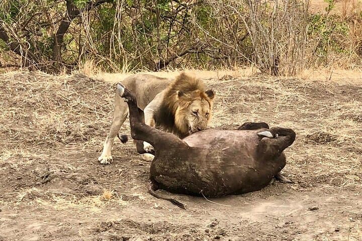 3-Day Private Mikumi Safari Experience from Zanzibar – Return