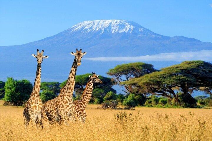 Mt Kilimanjaro Wandelen via Marangu Route Dagtrip