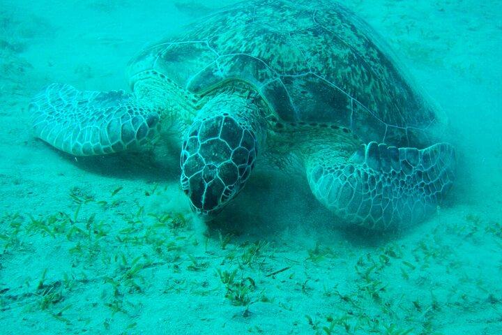 Marsa Alam : Excursion en apnée à Marsa Moubarak avec déjeuner