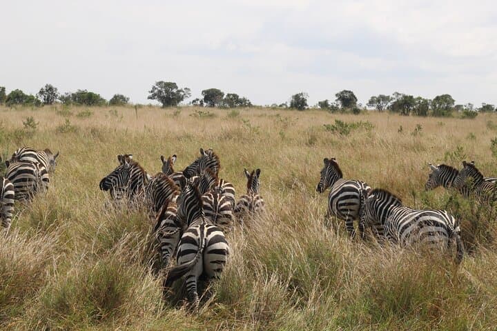5-Day Private Tour in Kenya's Best Game Parks