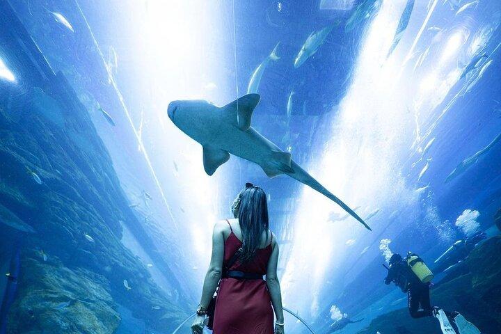 ドバイ モール水族館と水中動物園のチケット