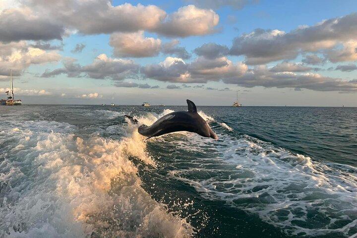 2 timmars privat delfinsightseeingtur