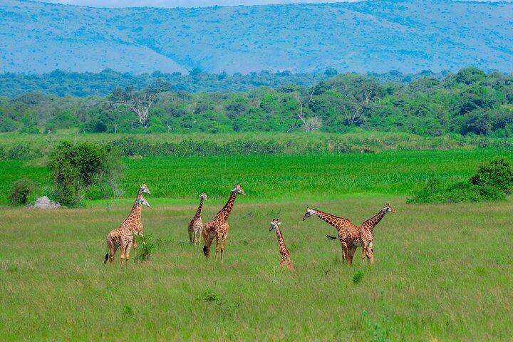 Safari privado de dia inteiro no Parque Nacional Akagera com almoço