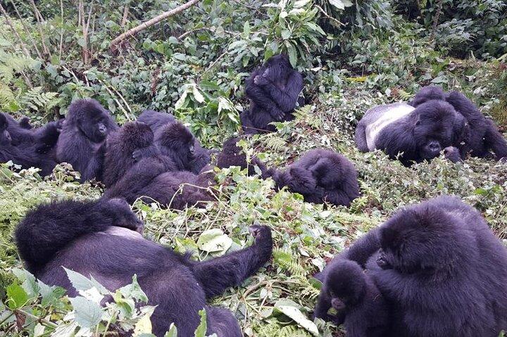 2 Tage Golden Monkey Trekking