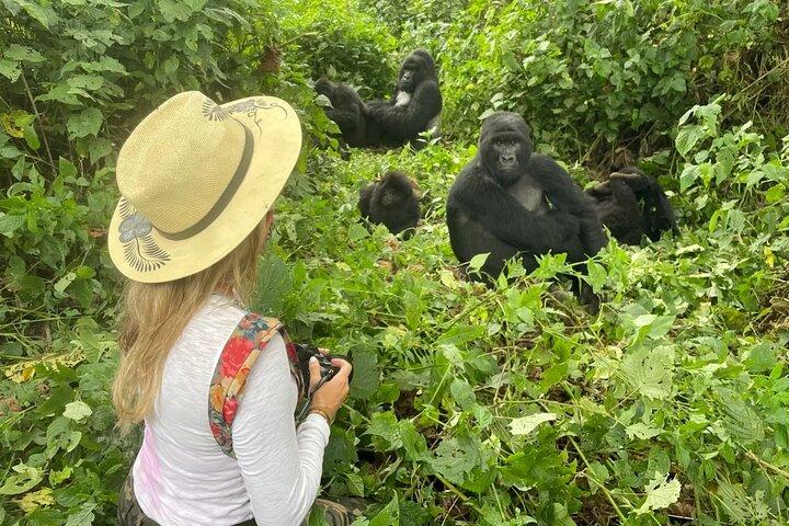 Excursão de 1 dia de caminhada com gorilas de Ruanda no Parque Nacional dos Vulcões