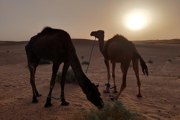 3-dages privat opdagelse af ørkenen fra Ouarzazate til M'Hamid i 4x4