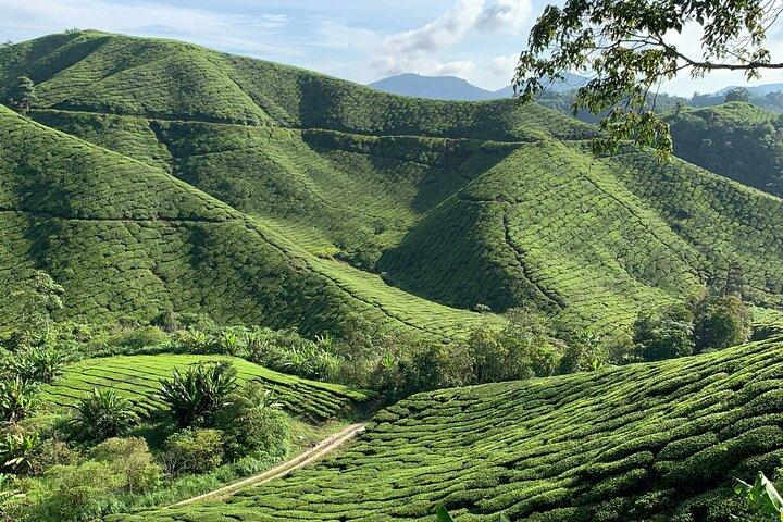 4D 3N Tour Kuala Lumpur - Camerons-Taman Negara - Kuala Lumpur.
