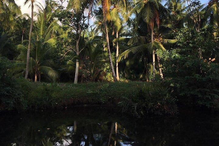 Negombo Lagoon & Muthurjawela vogelobservatieboottocht