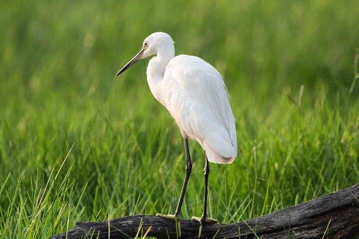 Negombo Lagoon & Muthurjawela vogelobservatieboottocht
