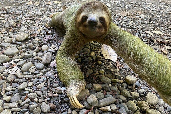 Manuel Antonio National Park : Rondleiding met TICKET INBEGREPEN
