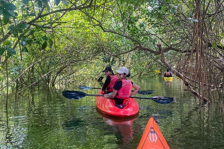 Kajaksejlads i Mangroveskoven i Paravur Backwaters nær Varkala og Kollam