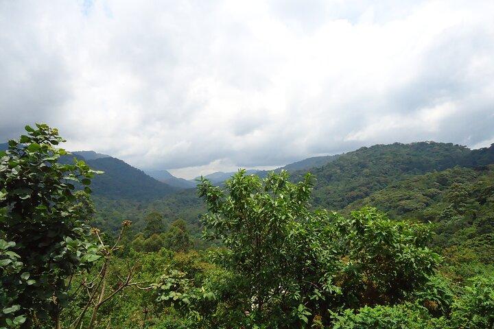 Excursion de luxe de 4 jours avec gorilles et chimpanzés en Ouganda