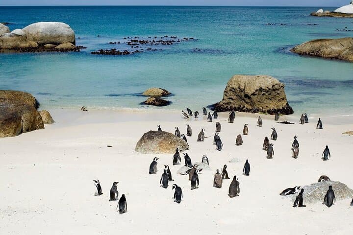 Cape Point Full Day Tour