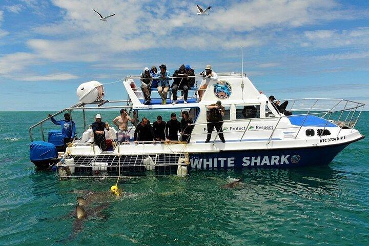 Shark Cage Diving i Kapstaden