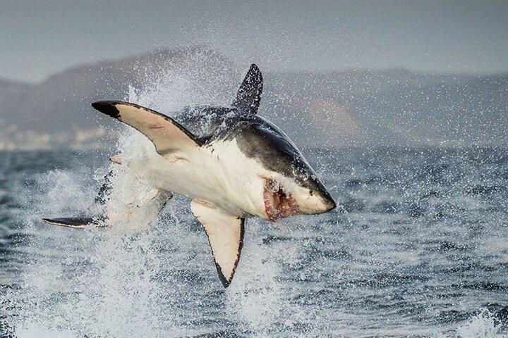 Shark Cage Diving i Kapstaden