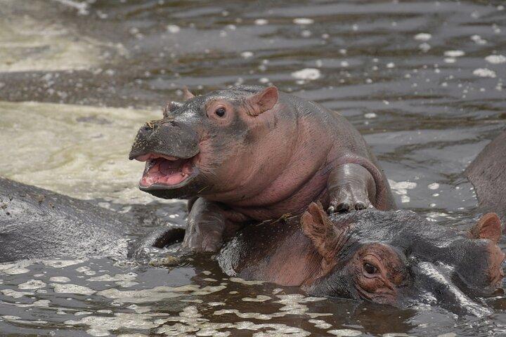 Big Five Luksus 7-dages Safari-tur i Arusha