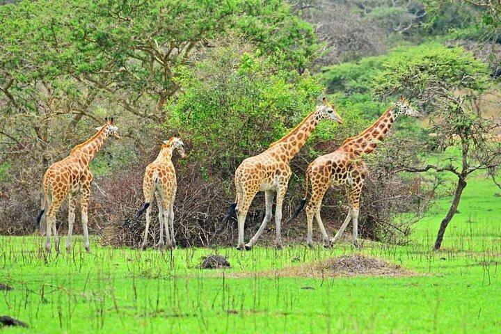 6-dages Uganda guidet safari fra Entebbe lufthavn