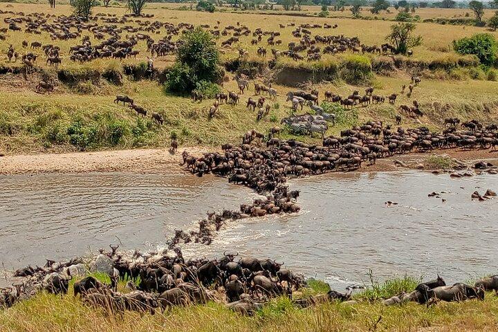 3 dages 4x4 jeep tur i Masai Mara Safari