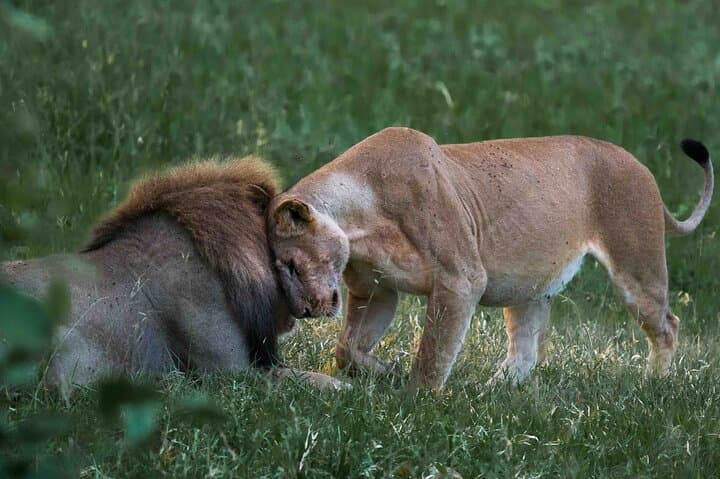 Full-Day Safari Tour from Mikumi National Park of Zanzibar