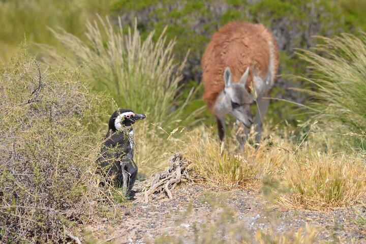 Vidunderlig Punta Tombo Penguin Rookery Tour for krydstogtpassagerer