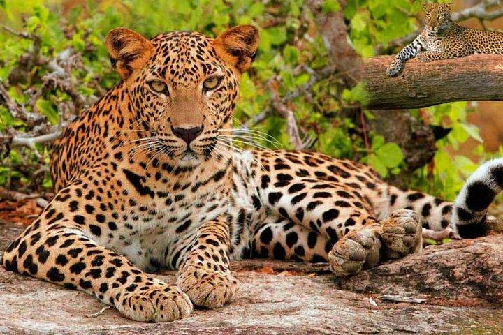 5 dagars gyllene triangeltur med Leopard Safari Taj Mahal Sunrise