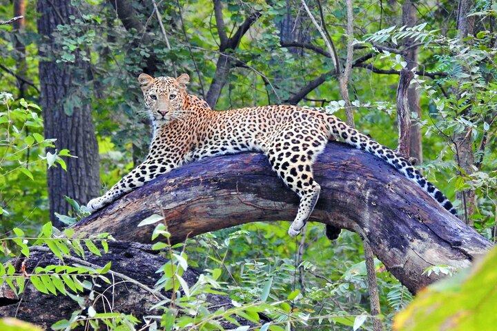 5 dagars gyllene triangeltur med Leopard Safari Taj Mahal Sunrise