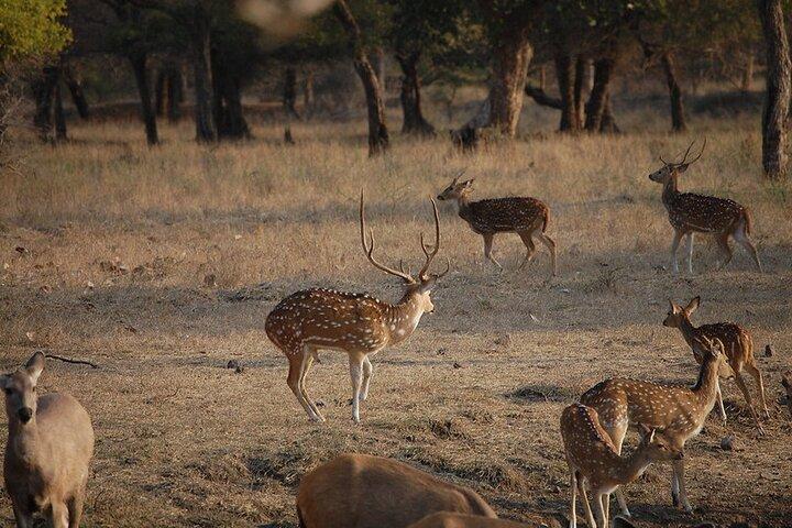 Jaipur naar Ranthambore National Park Privé eendaagse trip