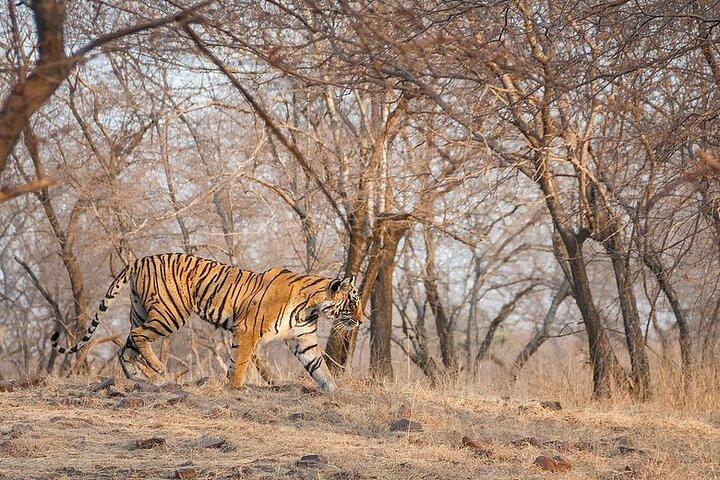 Jaipur naar Ranthambore National Park Privé eendaagse trip