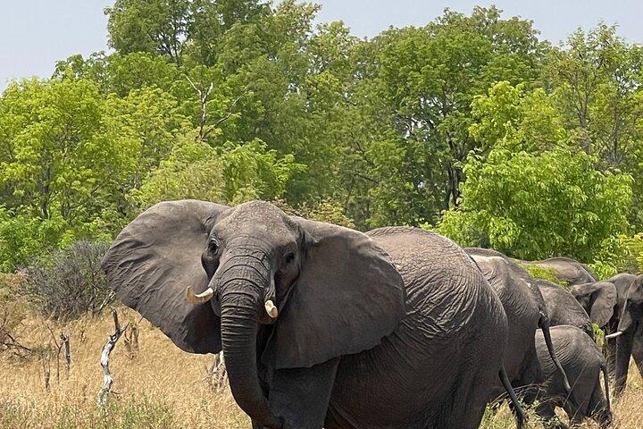 Chobe Extended Day Trip from Victoria Falls - Small Group