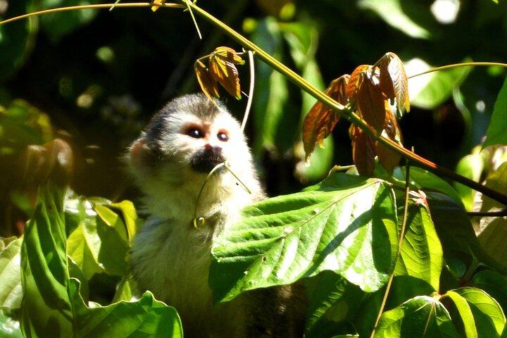 Tour guiado de senderismo por el Parque Nacional Manuel Antonio