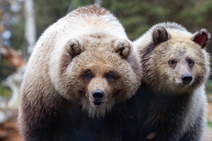 Coupe-file : Entrée quotidienne au Woodland Park Zoo Ticket