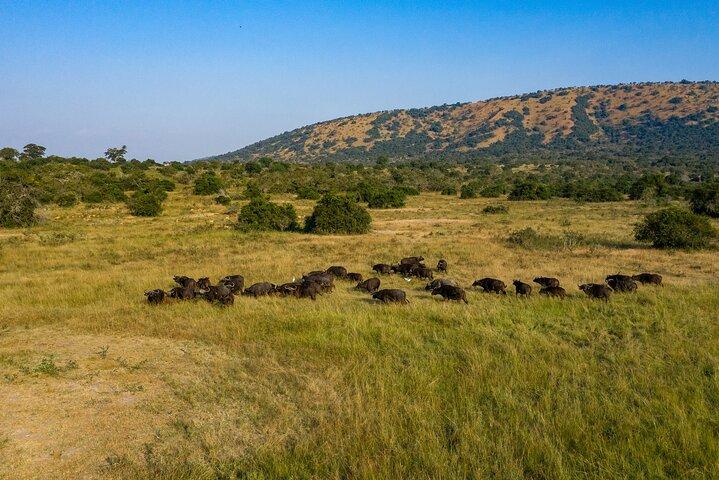 1-daagse Akagera National Park Safari-ervaring